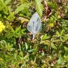 Talisman "Epine de Minuit" , Quartz tourmaliné
